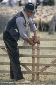 France, Provence, Moutons, bergers, élevage, transhumance