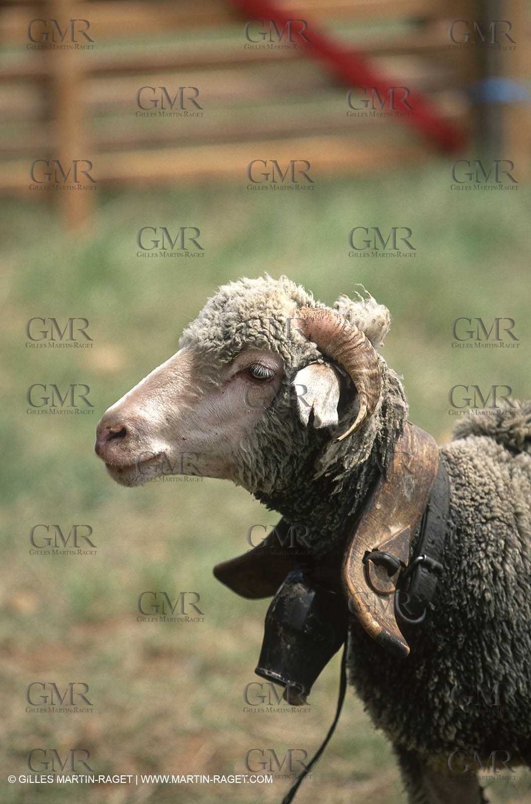Saint Rémy de Provence (FRA,13) - Sheep stocks migration Fest