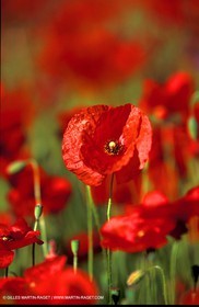 Coquelicots - Champs de Coquelicots