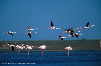 Pink Flamingos - Camargue