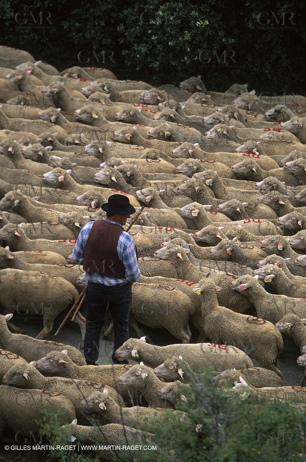 Saint Rémy de Provence (FRA,13) - Sheep stocks migration Fest