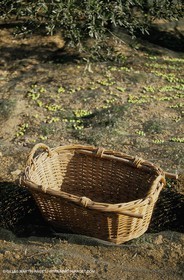 olive0112