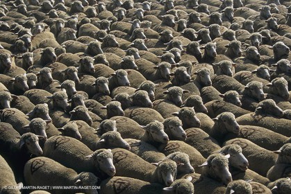 France, Provence, Moutons, bergers, élevage, transhumance