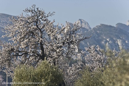 16 02 2008 - Saint Rémy de Provence (FRA, 13) - Alpilles hills landscapes