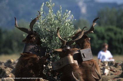 Saint Rémy de Provence (FRA,13) - Fête de la Transhumance