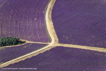 Juin 2005, Valensole (FRA,04) - Champs de lavandes