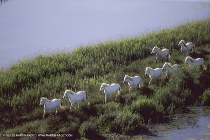 France, Provence, Camargue, White horses from Camargue
