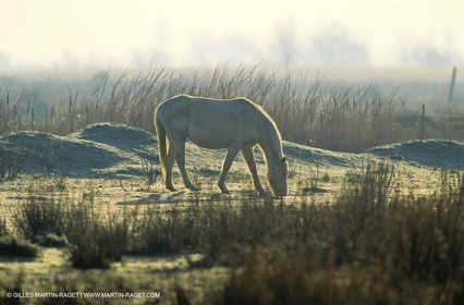 2000-2010- Arles - Les Saintes Maries de la mer (FRA,13) - Camargue horses