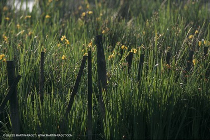 Camargue (FRA,13) - Little Camargue