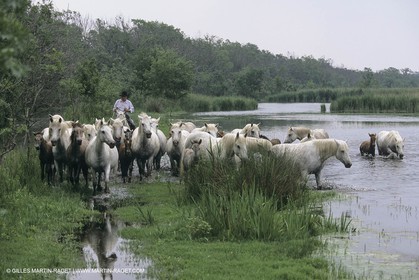 France, Provence, Camargue, Gardians de Camargue, métier, fêtes, élevage, tri