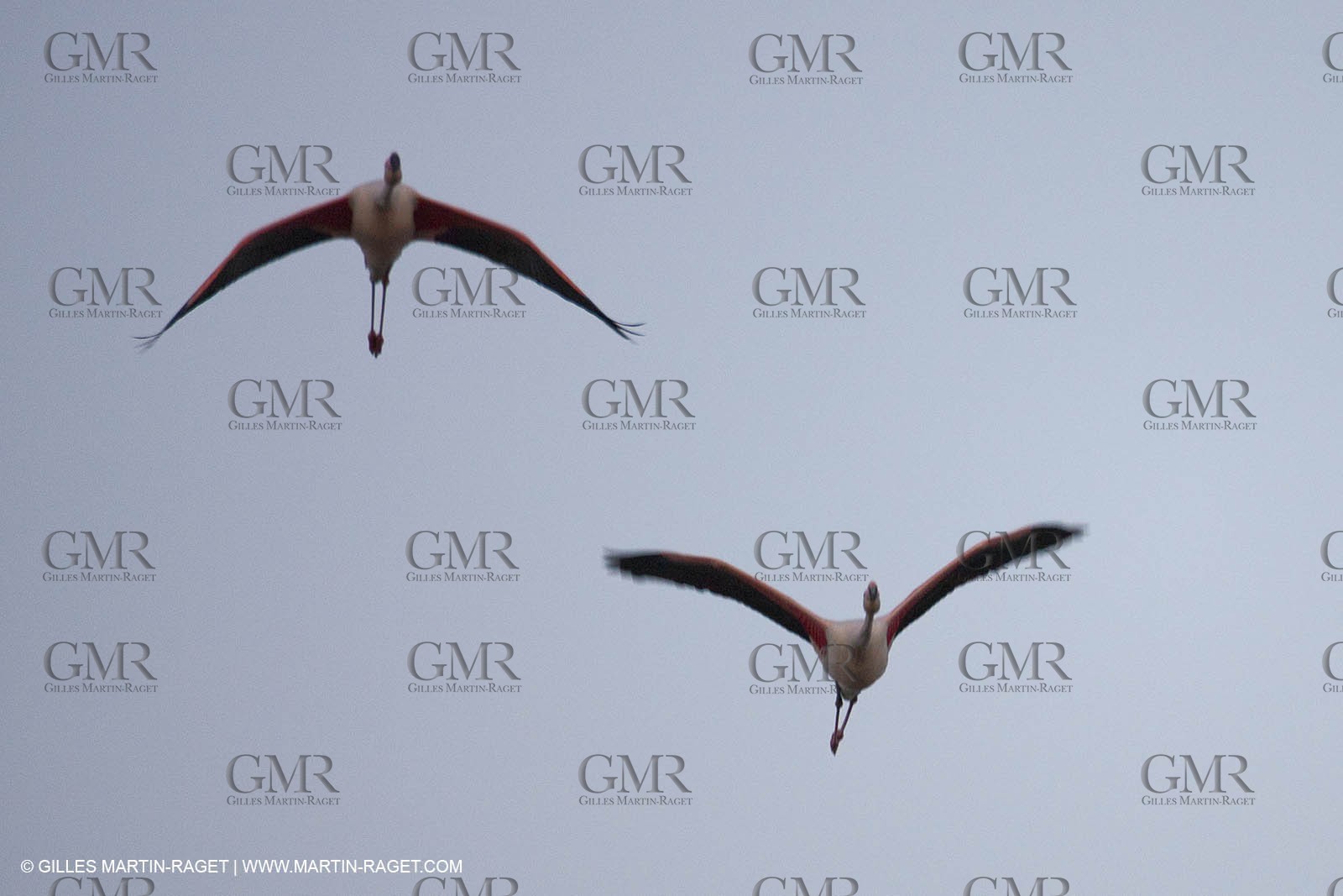 19 04 2011 - Arles (FRA,13) - Pink flamingos in La Gacholle Lighthouse vicinity