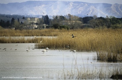 Camargue (FRA,13) - Flamants roses en Camargue