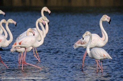 Camargue (FRA,13) - Flamants roses en Camargue