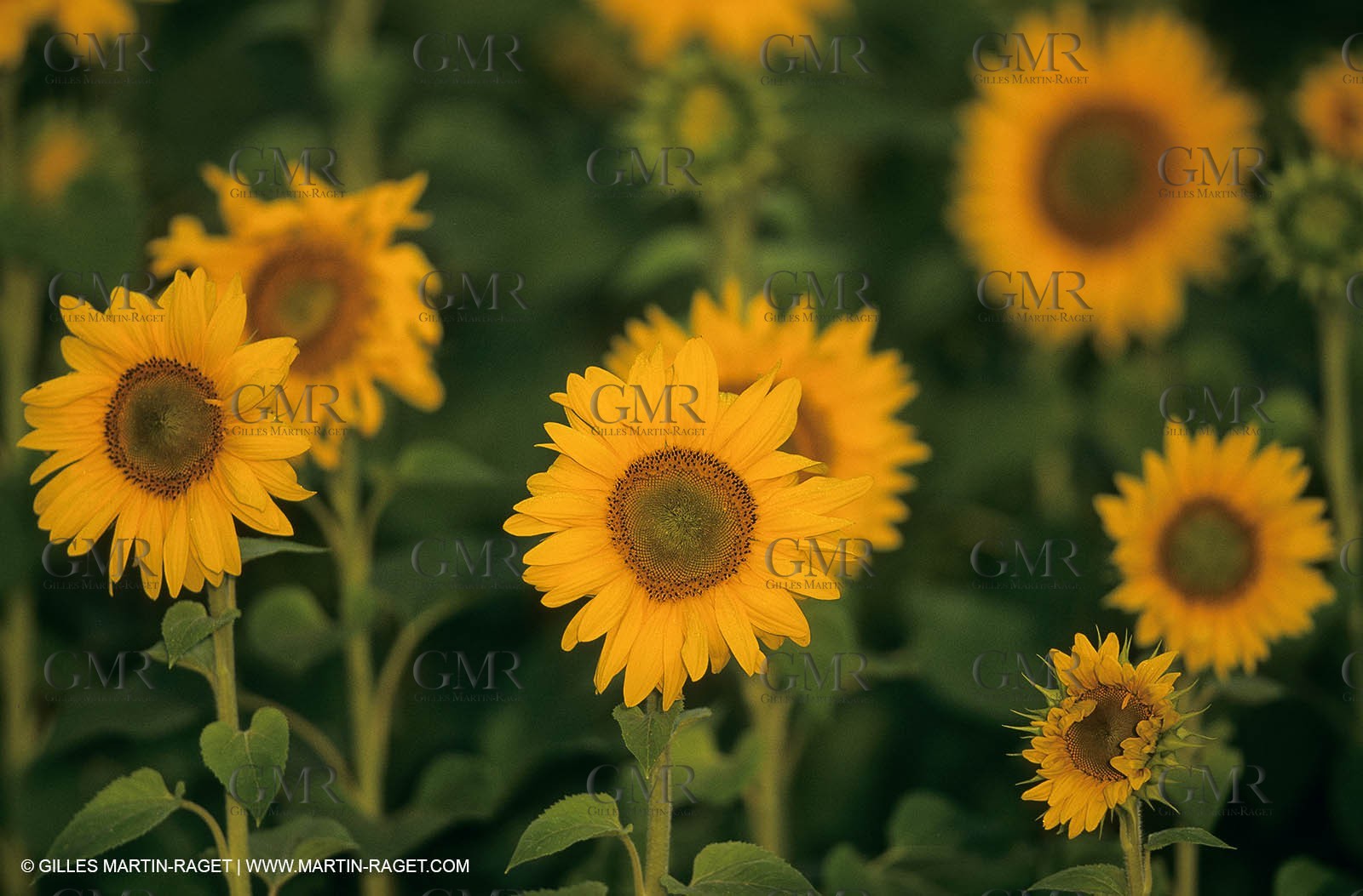 Alpilles (FRA,13) - Sunflower fields