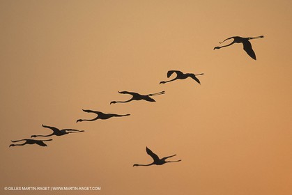 France, Provence, Camargue, Birds, Flamants, flamingos