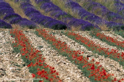Lavender fields, popppies field