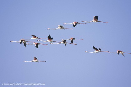 France, Provence, Camargue, Birds, Flamants, flamingos