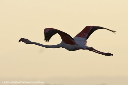 25 05 2011 - Les Saintes Maries de la Mer (FRA,13) - Fête des Gitans