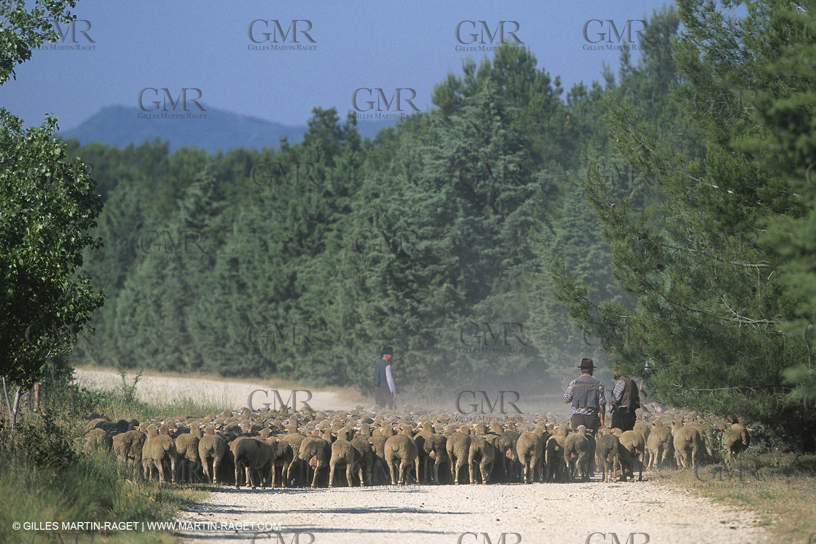 Saint Rémy de Provence (FRA,13) - Sheep stocks migration Fest