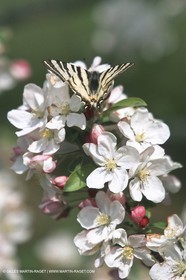 costieres_plaine0074