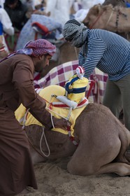 20 11 2010 - Dubai (UAE) - Camel races
