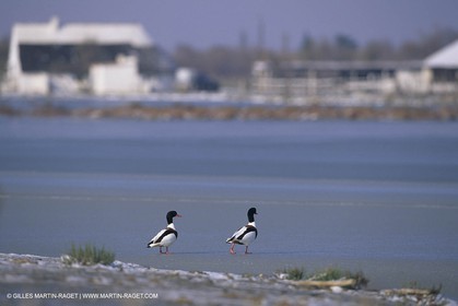 Provence under snow - Camargue