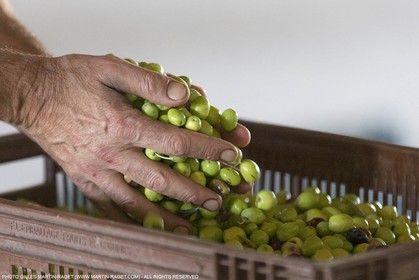 14 11 2015, Saint-Etienne du Grès (FRA,13), traditional making of olive oil at La Croix mill