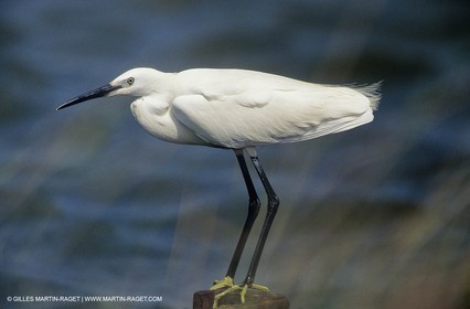 Camargue (FRA,13) - Oiseaux en Camargue - Aigrette Garzette