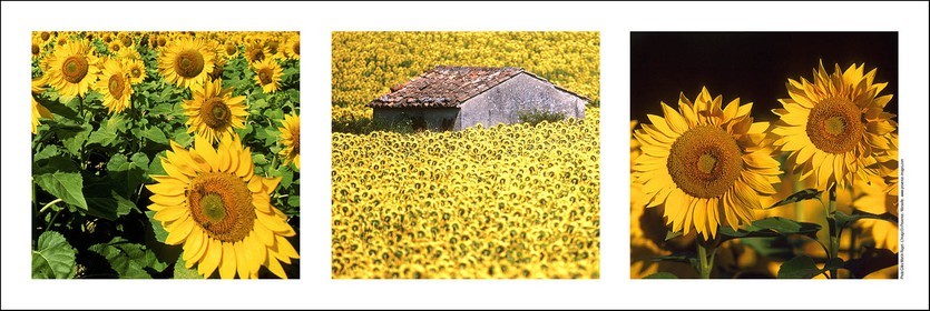 Product: in house made quality print on 8 ultrachome colors Epson ink Jet printer.Available sizes: . 20x 60 cm. 33 x 95 cm. 52 x 150 cmAvailable papers:  . Standard 250 gr glossy paper print, black streak, white margin, no signature . Top quality glossy 290 gr. paper, black streak, white margin, checked and signed by the author . Fine Art print (signed, numbered, stamped, registered) on demand . Other supports (Canvas, Acrylic, Metal) on demandPackaging: cylindric reinforced tubeShipping options: regular mail or Shipping companyClick on the basket icon to select your options and start the online ordering process