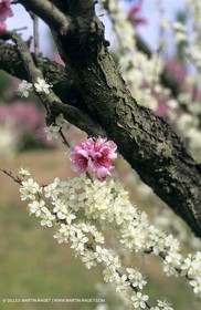 Luberon, Vaucluse (FRA,84) - Arbres fruitiers en fleur