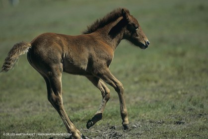 France, Provence, Camargue, White horses from Camargue