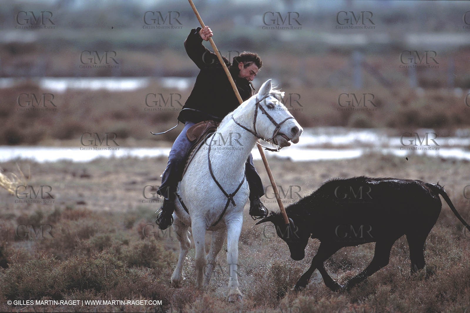 Arles - Camargue gardians (cow boys) at work