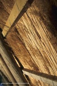 France, Provence, Camargue, Elevage de moutons, sheep breeding