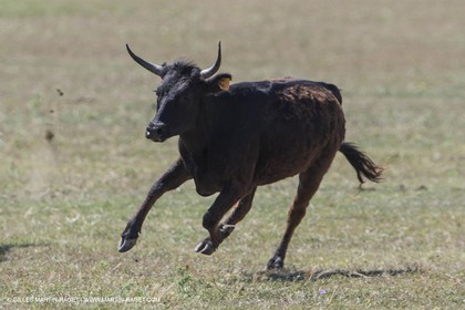 Course de Satin 2014 - Arles (FRA,13) - 1 06 2014**The satin race - Arles (FRA,13) - 01 06 2014