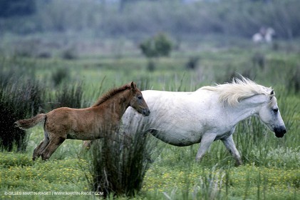 Camargue (FRA,13)