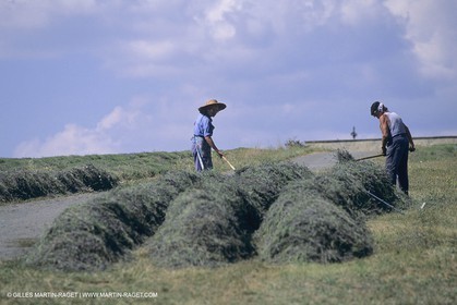 France, Provence, Lavender fields
