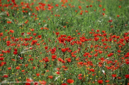 2000-2010- Les Alpilles (FRA,13) - Poppy fields