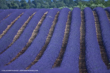 27 06 2011 - Valensole (FRA, 04) - Champs de lavande
