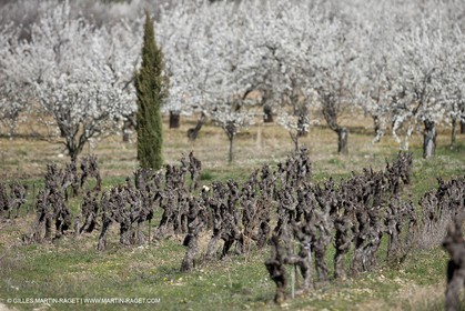 March 30th 2012 - Saint Saturnin les Apt (FRA, 84) - blooming cherry trees