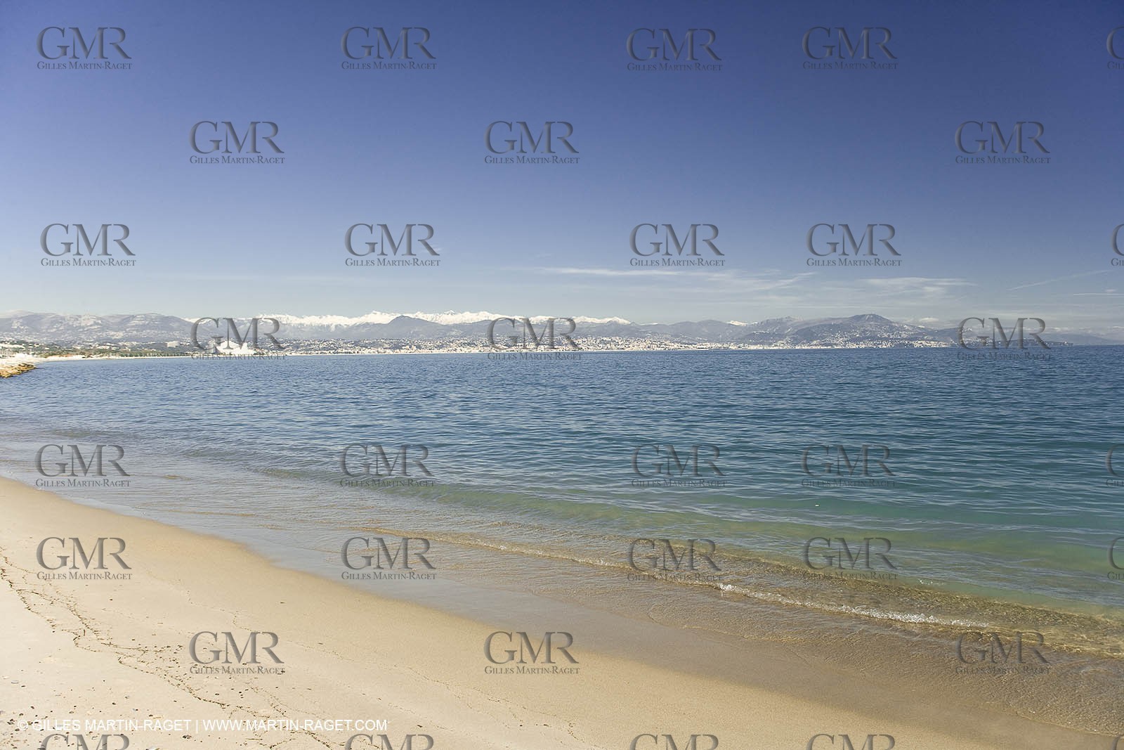 06 02 2008 - Théoule sur mer (FRA, 06) - Mimoses in full flower