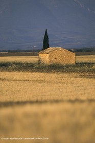 Corn and Wheat fields on Valensole Plateau in higher Provence (France)