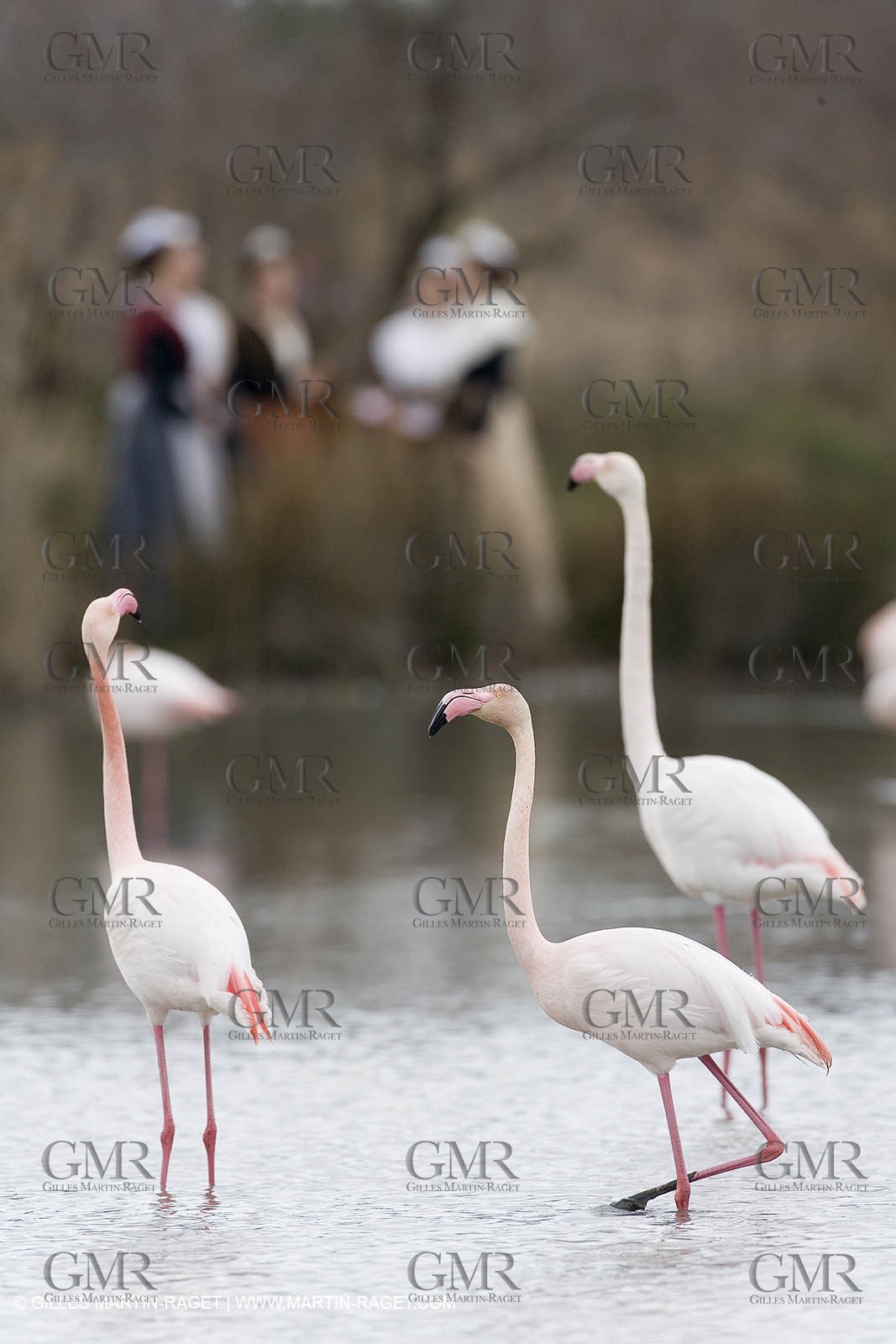 24 02 2007 - Saintes Maries of the Sea (FRA, 13) - Queen of Arles and her assistants in Camargue