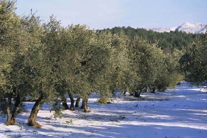 Provence under snow - Baux ed Provence