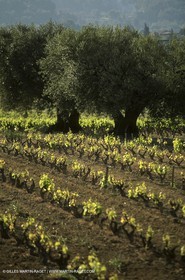 Luberon (FRA,84), Fall colors