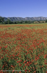 2000-2010- Les Alpilles (FRA,13) - Poppy fields