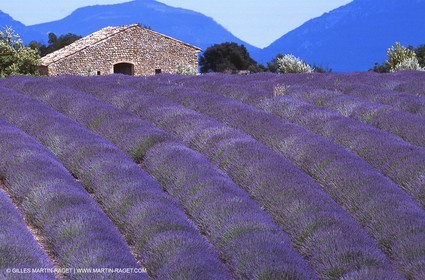Lavander fields