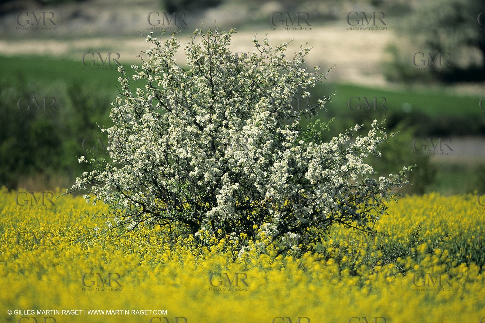 Alpilles (FRA,13), Rape fields