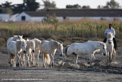 18 04 2011 - Les Saintes Maries de la Mer - Camargue white horses