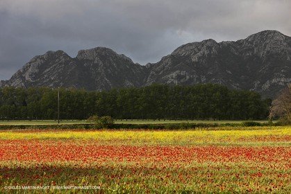 29 04 2012 ( Saint Rémy de Provence (FRA, 13) - Chaîne des Alpilles vers Romanin