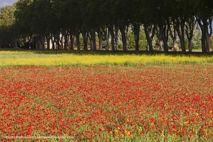 29 04 2012 ( Saint Rémy de Provence (FRA, 13) - Chaîne des Alpilles vers Romanin